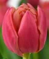 Тюльпан-Tulip-Du Pink Symbiose-40cm-42gr 484c6ef5-f6d9-11ef-0a80-0f6b000bdd5a
