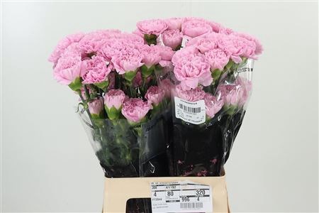 Гвоздика ст-Dianthus st-Clearwater R-70cm 484ef3dc-1b28-11ee-0a80-09ba00094dfe