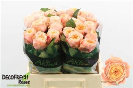 Роза-Rosa-Gr Peach Vuvuzela-40cm 4853fa4b-f733-11ef-0a80-02e100070565