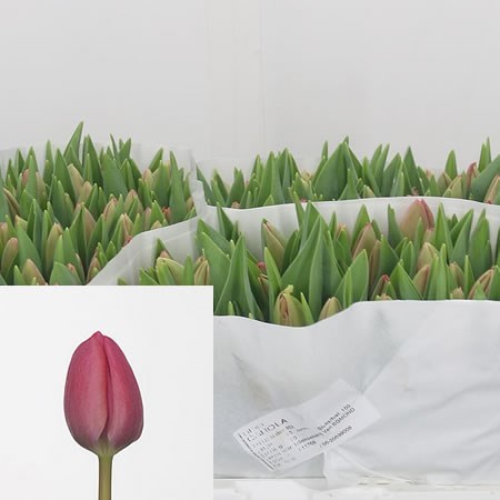 Тюльпан-Tulip-En Carola-40cm-27gr 4857fd58-f6d9-11ef-0a80-0f6b000bdd66