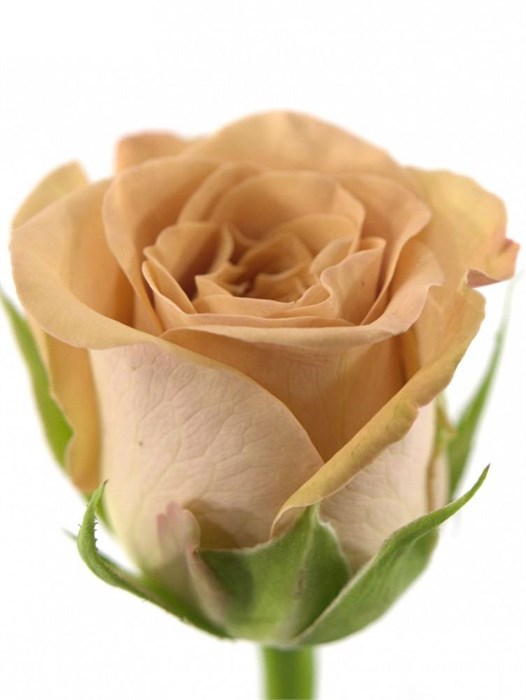 Роза-Rosa--Gr Cappuccino-40cm 4861e9cd-bfa5-11ec-0a80-0b4c0007c62b