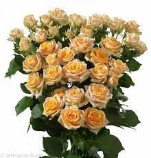 Роза куст-Rosa sp-Trinity-60cm-RO 48636318-26a1-11f0-0a80-0dfe0008b7c5