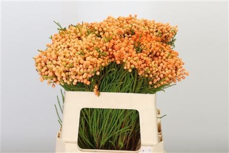 Каапс-Kaaps-Lanigunosa Dyed Apricot-50cm 486ac181-44a8-11ed-0a80-091c0030b273
