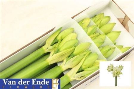 Амариллис St-Hippeastrum St-Dg White Glory-75cm 48755cf2-02d0-11f1-0a80-11ea00047f1d
