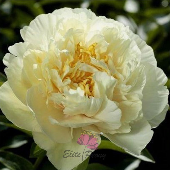 Пион-Paeonia-Sunny Girl-PN 487ad145-797a-11ee-0a80-074700186b76