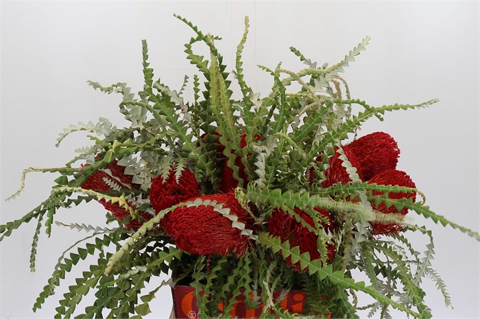 Банксия-Banksia-Speciosa Red-50cm 4886ec78-02d0-11f1-0a80-11ea00047f20