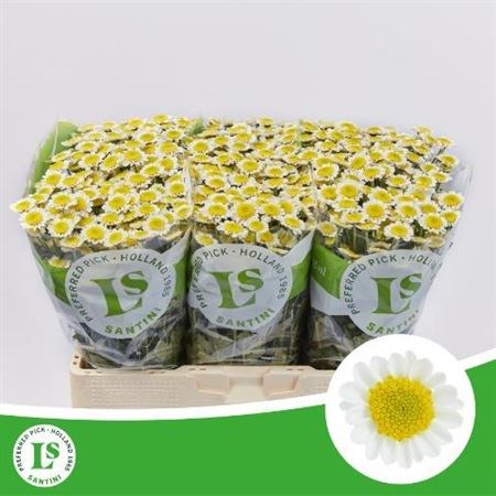 Хризантема сант-Chrysant sant-Sun Up--55cm-110gr 48ba90de-1705-11ed-0a80-02ed002e5b4b
