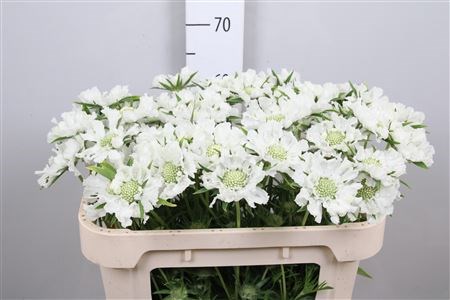 Скабиоза-Scabiosa-Annabelle--65cm 48d2c74c-117c-11ed-0a80-009d002d8b37