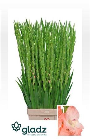 Гладиолус Gr-Gladiolus Gr-Karma-130cm-220gr 48d64463-8e1b-11f0-0a80-047e002689b2