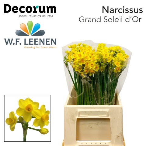 Нарцис-Narcissus-Grand Soleil Dor Small-45cm-25gr 48ef404e-02d0-11f1-0a80-11ea00047f4e