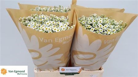 Матрикария-Tanacetum-Pa Cameron-60cm-725gr 492edda5-620c-11ef-0a80-065d0030cb3e