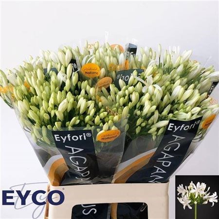 Агапантус-Agapanthus-Eyfori White-65cm 493d432c-3afb-11f0-0a80-14fc001448ea
