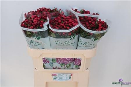Бувардия-Bouvardia-En Red-70cm 49538409-620c-11ef-0a80-065d0030cb44
