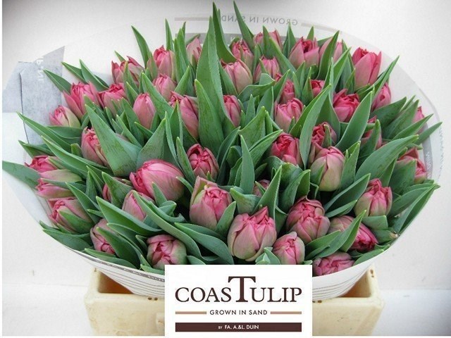 Тюльпан-Tulip-Du San Remo-38cm-45gr 49623f73-02d0-11f1-0a80-11ea00047f81