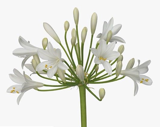 Агапантус-Agapanthus-Gletsjer-80cm 496a5eda-58e7-11f0-0a80-038000144018