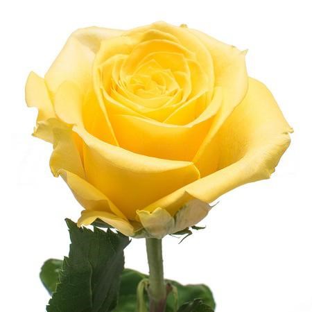 Роза-Rosa-Super Sun-50cm-OS 4975ae21-baee-11ee-0a80-11a900017573