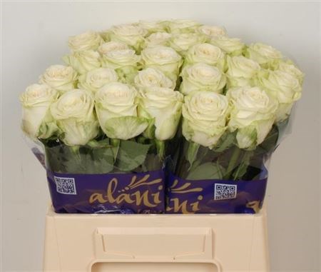 Роза-Rosa-Gr Juwena-50cm 49800533-bfa5-11ec-0a80-0b4c0007c748