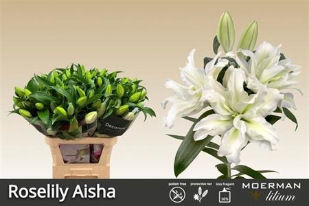 Лилия-Lilium-Or Du Rl Aisha-85cm 08921c06-c530-11f0-0a80-042d002513f4