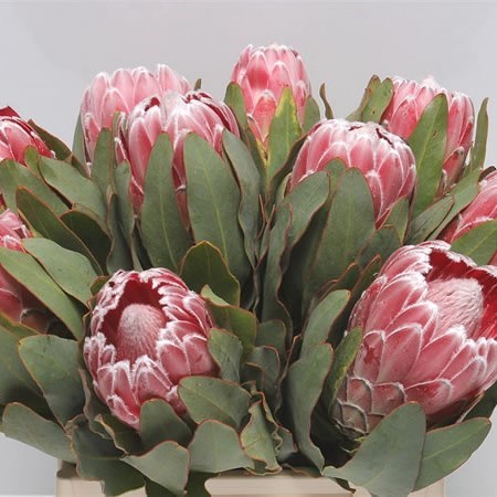 Протея-Protea-Lady Di-60cm 4984feca-3afb-11f0-0a80-14fc00144924