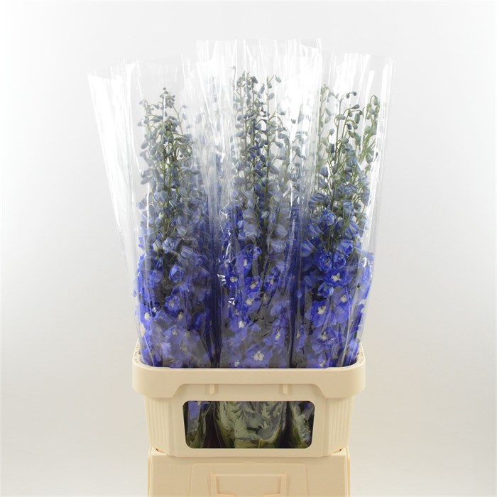 Дельфиниум-Delphinium-Navy Blue-70cm-Bg 4999b374-1e9e-11ef-0a80-0b14001a3c8d