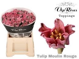 Тюльпан-Tulip-Co Coronet Moulin Rouge-39cm-34gr 49a30288-02d0-11f1-0a80-11ea00047fac
