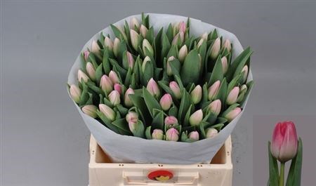 Тюльпан-Tulip-En Lady Priscilla_dynasty-38cm-52gr 49a616c5-02d0-11f1-0a80-11ea00047faf