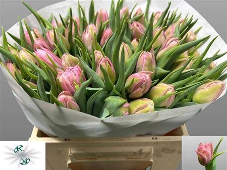 Тюльпан-Tulip-Du Salmon Price-34cm-35gr 49ae01ae-02d0-11f1-0a80-11ea00047fb5