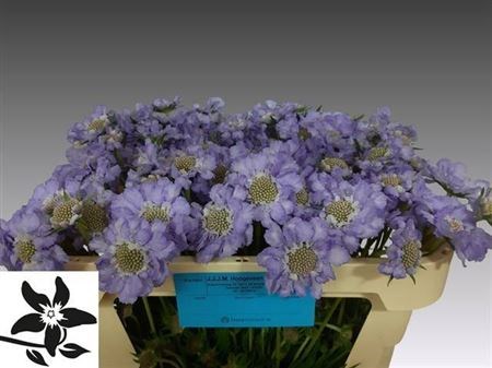 Скабиоза-Scabiosa-C Midsumm Sky-65cm 49d0ac11-58e7-11f0-0a80-03800014402a
