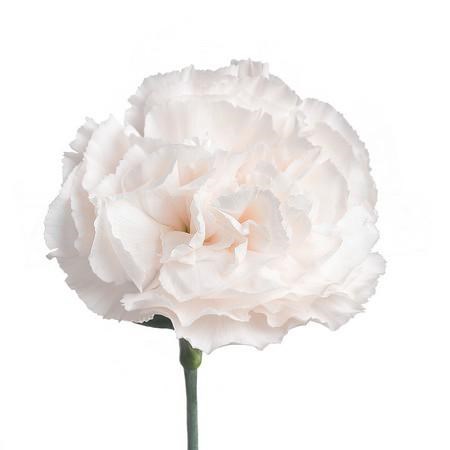 Гвоздика SE-Dianthus SE-Moon Golem-FC 49dd8402-69eb-11ee-0a80-0e420016e99e