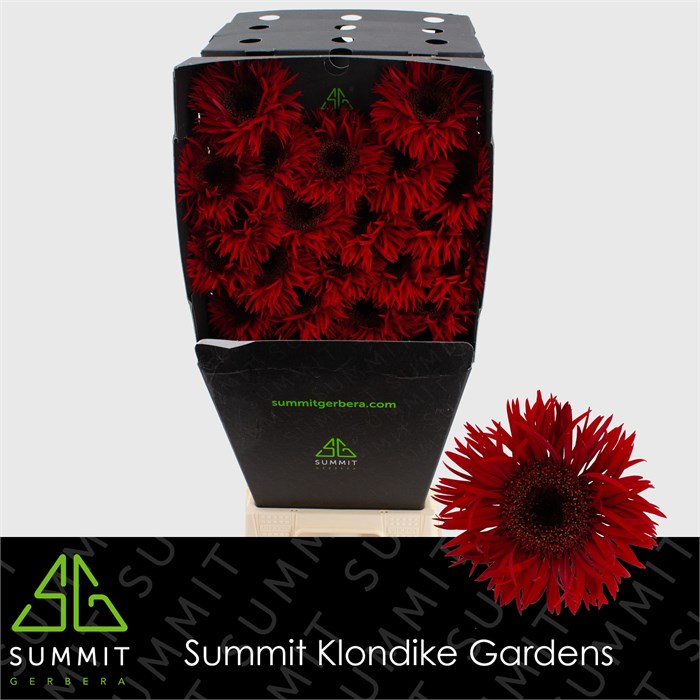 Гербера-Gerbera-Ms Larsson Diamond-50cm 49e73c76-08fb-11ee-0a80-0c7e006492b9