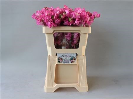 Латирус-Lathyrus-Wi Suns Rose-50cm 49f8878f-08fb-11ee-0a80-0c7e006492bc