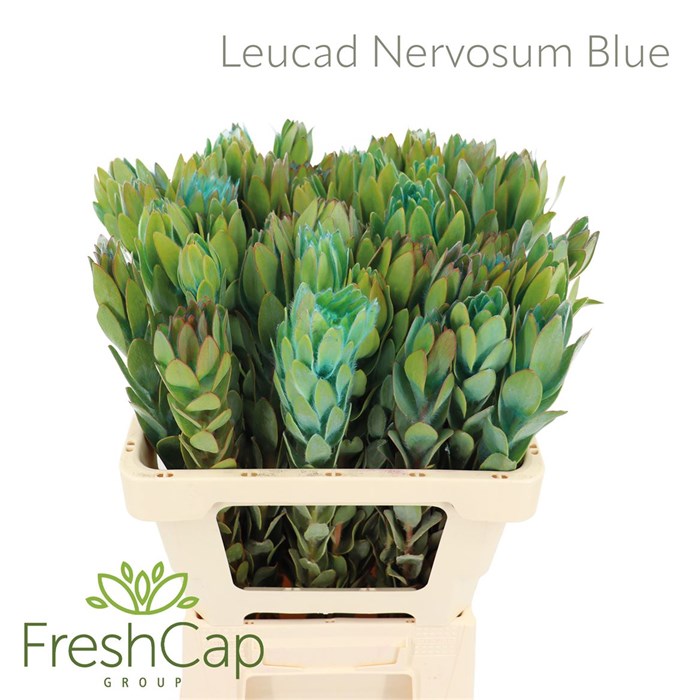 Леукадендрон-Leucadendron-Nervosum Blue-60cm 4a03e401-620c-11ef-0a80-065d0030cbc6
