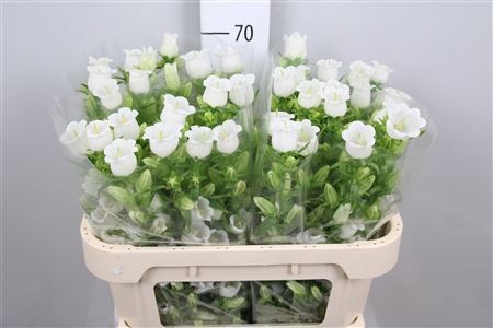 Кампанула-Campanula-M Champion Whit-80cm 4a3a4b0f-08fb-11ee-0a80-0c7e006492d1