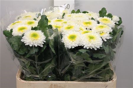Хризантема одн-Chrysant Gr-Inga-85cm-65gr 4a593b69-64e1-11ed-0a80-0d5c00122cb9