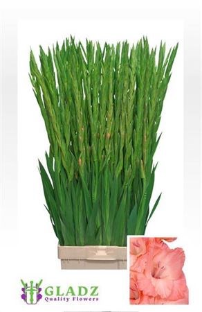 Гладиолус Gr-Gladiolus Gr-Sugar Babe-120cm-200gr 4a6f424f-620c-11ef-0a80-065d0030cbe7