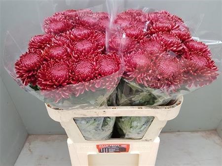 Хризантема одн-Chrysant Gr-Bigoudi Red-75cm-85gr 08d587f9-bfa6-11ec-0a80-0b4c00086b75