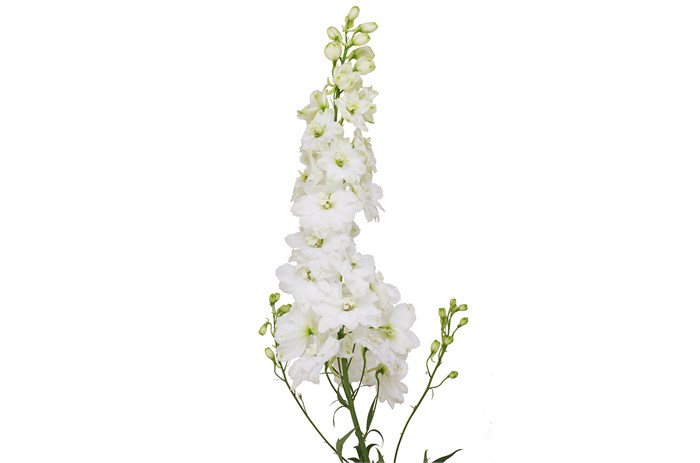 Дельфиниум-Delphinium-Du Dew Anastas-90cm 4a9fc408-620c-11ef-0a80-065d0030cbf9
