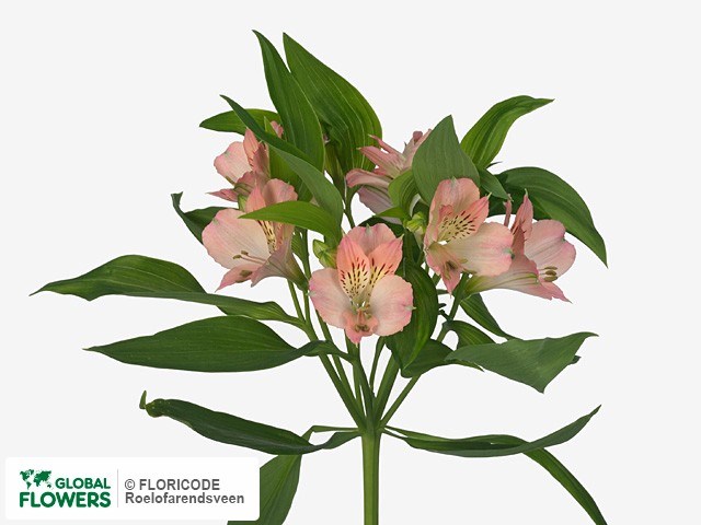 Альстромерия-Alstroemeria-Dubai-70cm-Si 4aae8d9e-7630-11ed-0a80-0246002b30a2