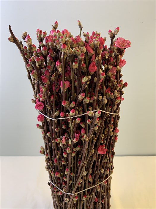 Прунус-Prunus-Peach Blossom Long-CE 08d5981d-ea1a-11f0-0a80-1c320053cf68