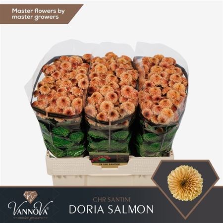 Хризантема сант-Chrysant sant-Aaa Doria Salm-55cm-120gr 4afc8ce5-08fb-11ee-0a80-0c7e006492dd