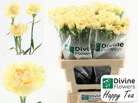 Гвоздика ст-Dianthus st-Happy Tea-75cm 4b140a9f-08fb-11ee-0a80-0c7e006492e0