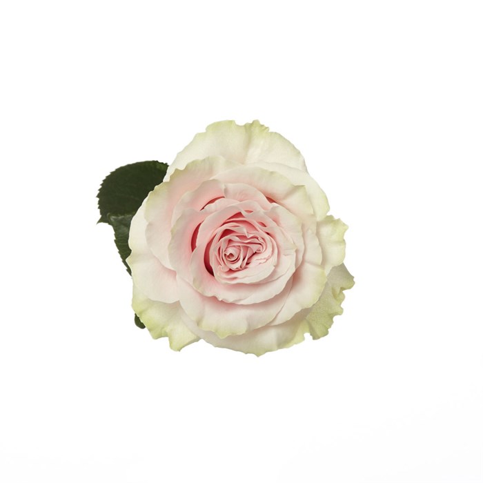 Роза-Rosa-Pink Mondial-50cm--PE 4b28a26c-bfa9-11ec-0a80-0b4c000b7263
