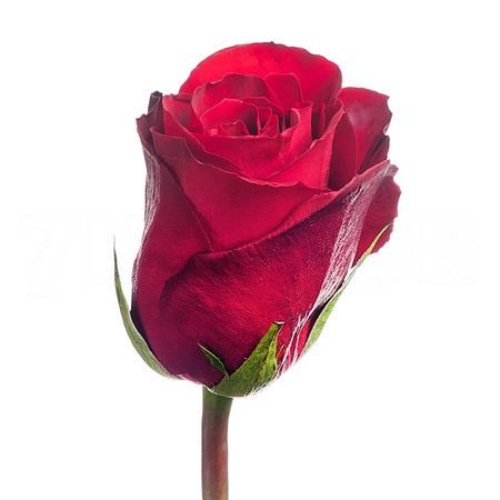 Роза-Rosa-Gr Madam Red-60cm 4b45b59b-bfa5-11ec-0a80-0b4c0007c90e