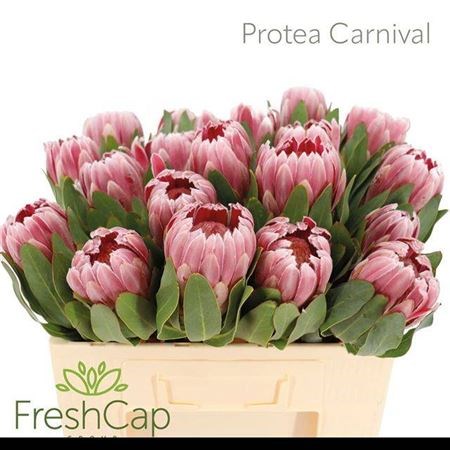 Протея-Protea-Carnival--60cm 4b4e851e-3256-11f0-0a80-11e50023b1ee