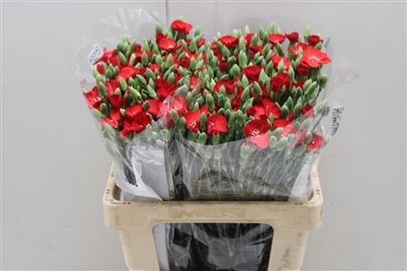 Гвоздика куст-Dianthus tr-Symply Love-55cm 4b67b57e-64e1-11ed-0a80-0d5c00122d1d
