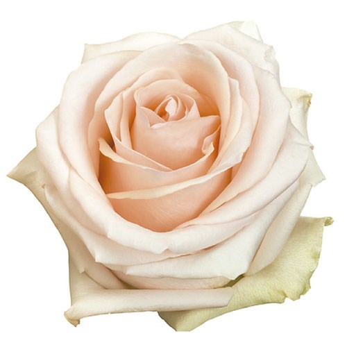 Роза-Rosa-Pastella-50cm-IS 4b98e282-bfa9-11ec-0a80-0b4c000b7365