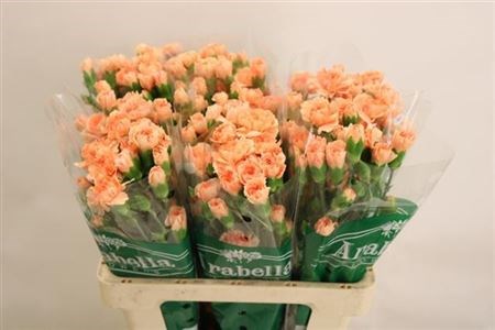 Гвоздика куст-Dianthus tr-Westpeachy-60cm 4baf331a-64e1-11ed-0a80-0d5c00122d26