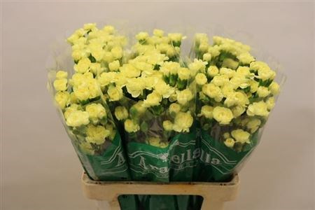 Гвоздика куст-Dianthus tr-Xanthe-60cm 4bb58257-64e1-11ed-0a80-0d5c00122d29