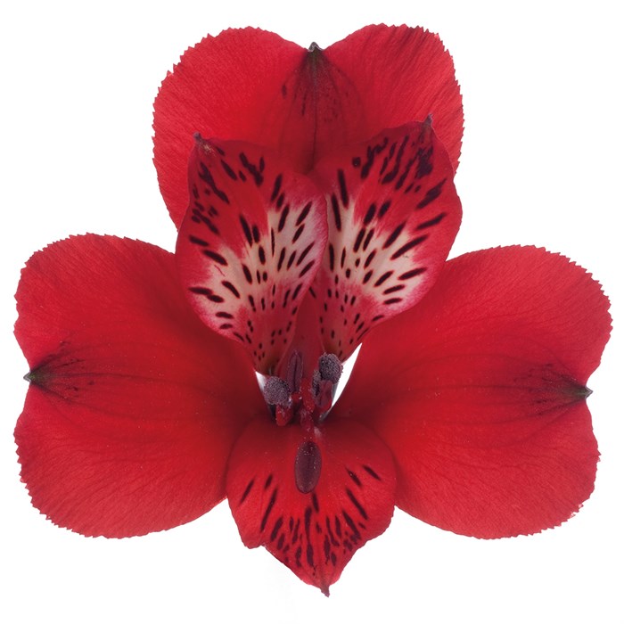 Альстромерия-Alstroemeria-Lovely--80cm-Se 4c1b9a56-354b-11ef-0a80-0cbf00133a0d