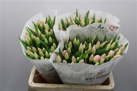 Тюльпан-Tulip-En Rosario-40cm-40gr 4c3e2172-64e1-11ed-0a80-0d5c00122d35
